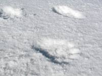 Red Panda tracks! (Category:  Travel)