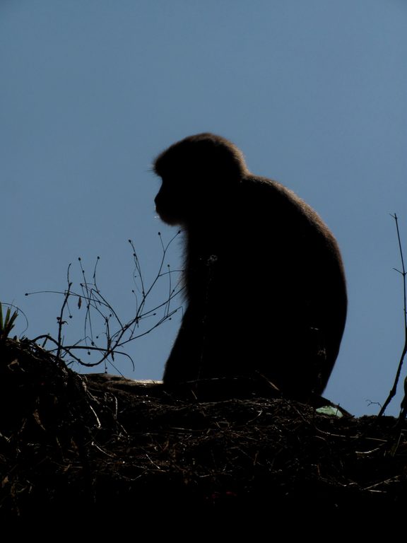 Langur monkey (Category:  Travel)