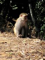 Langur monkey (Category:  Travel)