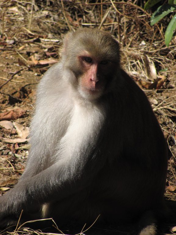 Langur monkey (Category:  Travel)