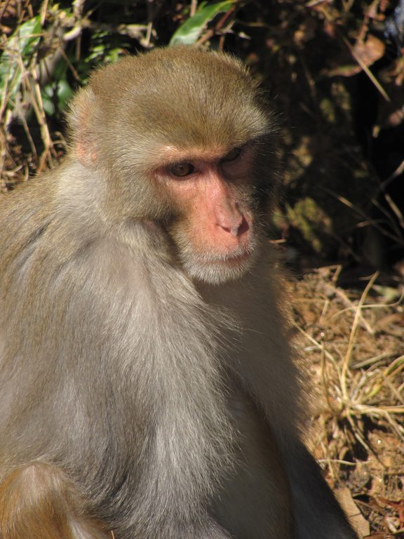 Langur monkey (Category:  Travel)