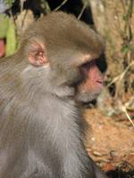 Langur monkey (Category:  Travel)