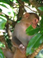 Baby langur monkey (Category:  Travel)