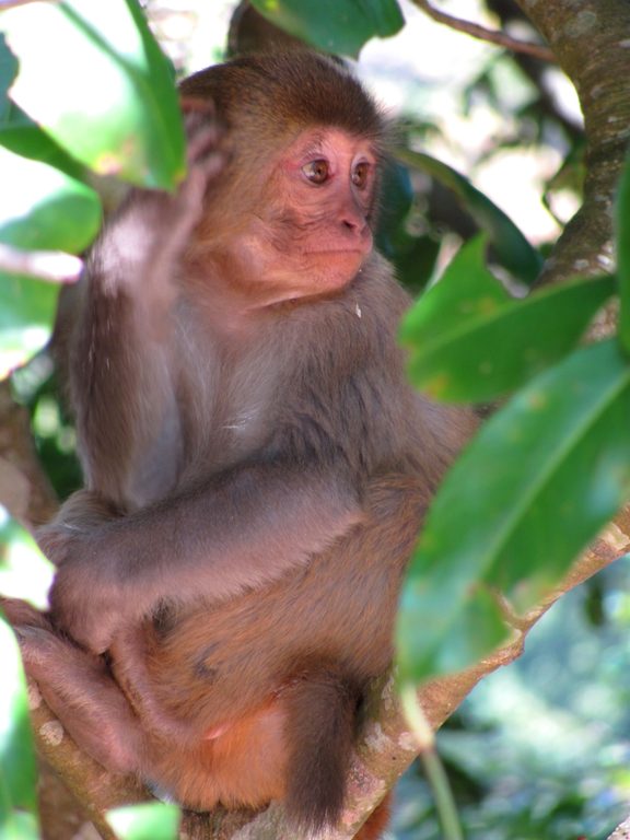 Baby langur monkey (Category:  Travel)