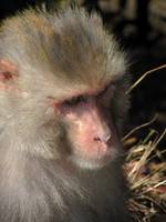 Langur monkey (Category:  Travel)