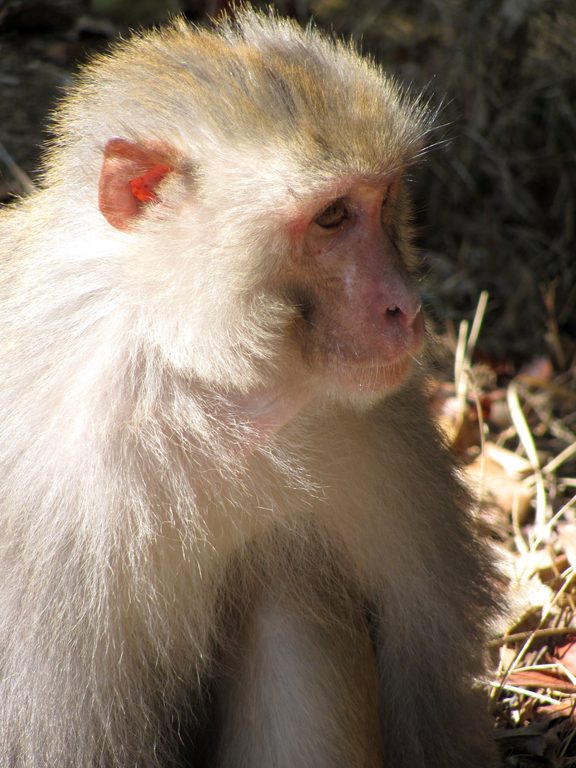 Langur monkey (Category:  Travel)