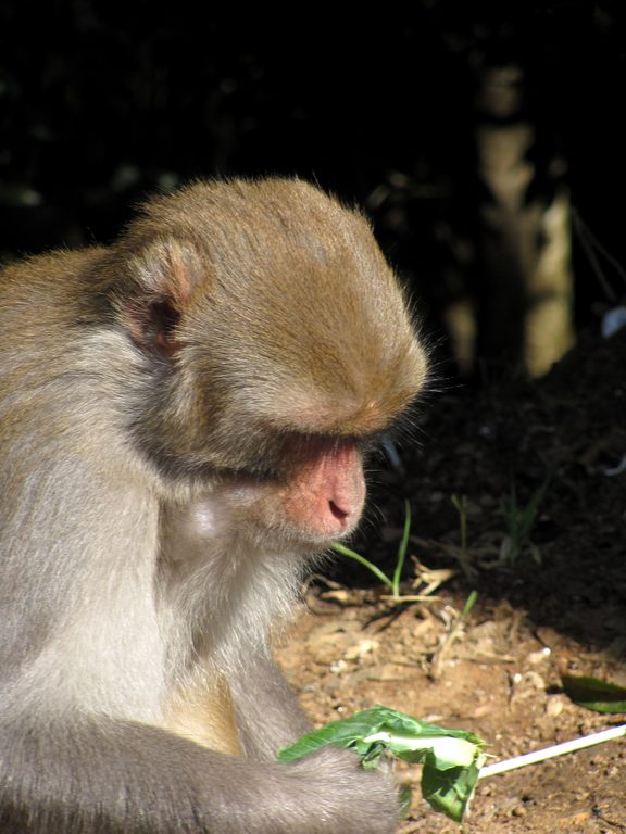 Langur monkey (Category:  Travel)