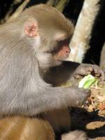 Langur monkey (Category:  Travel)