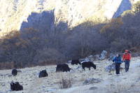 Dave and I backpacking past yaks.  Yakpacking? (Category:  Travel)