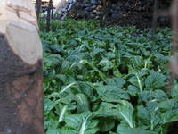 Spinach growing in a greenhouse in Lama Hotel. (Category:  Travel)