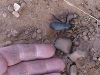 Very large beetle.  With my hand for size comparison. (Category:  Rock Climbing)