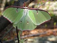Luna moth just after eclosion (Category:  Rock Climbing)