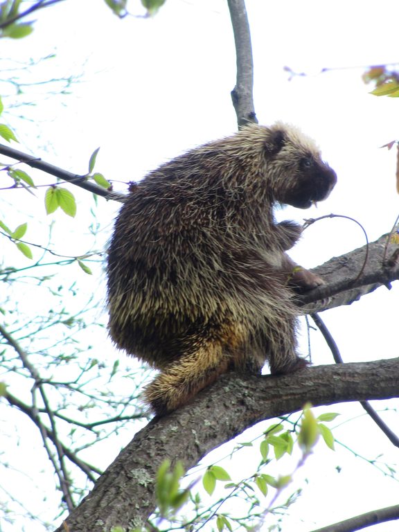 Porcupine! (Category:  Rock Climbing)