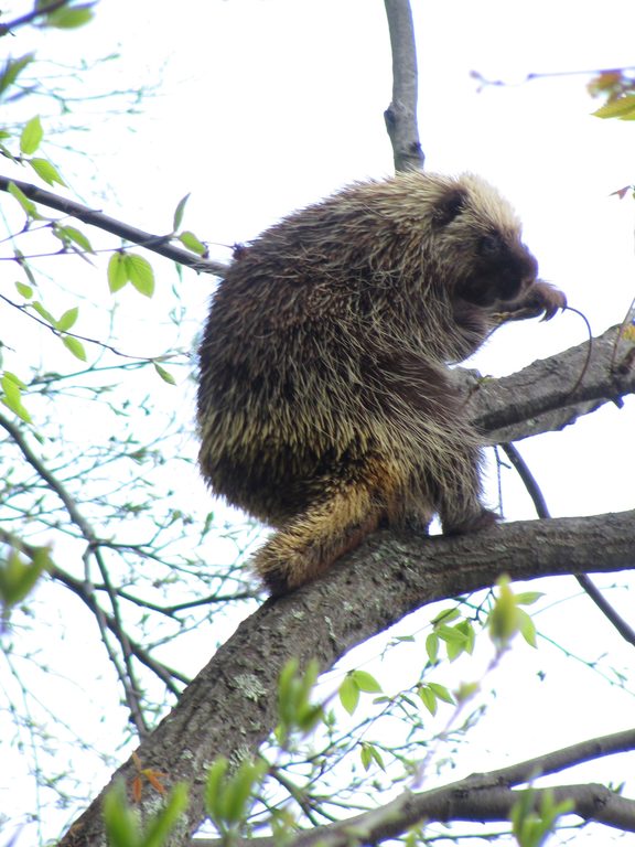 He was in the vicinity for over an hour.  Mostly up in a tree noming the new leaves. (Category:  Rock Climbing)