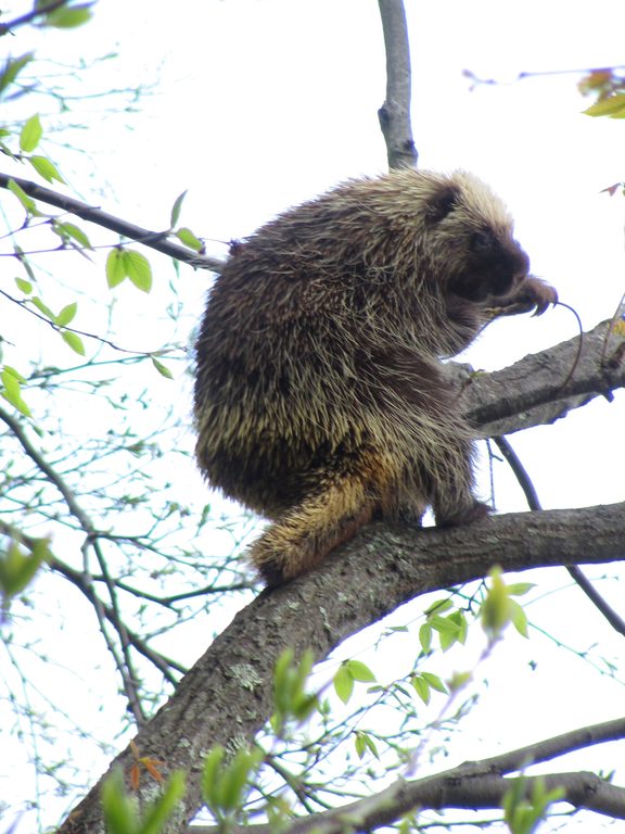 He was in the vicinity for over an hour.  Mostly up in a tree noming the new leaves. (Category:  Rock Climbing)