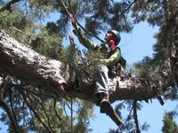 Dave in 155. (Category:  Tree Climbing)