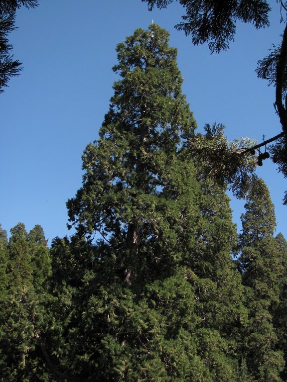 The top of 195 looming almost 100' above the rest of the forest. (Category:  Tree Climbing)