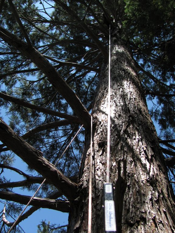 Oh noes!  I've rappelled on the wrong side of that branch!  Help me! (Category:  Tree Climbing)