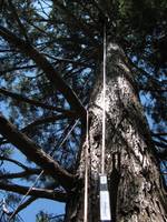 Oh noes!  I've rappelled on the wrong side of that branch!  Help me! (Category:  Tree Climbing)