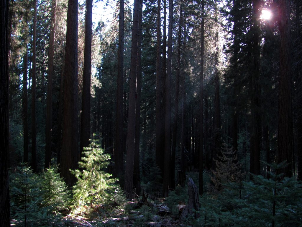 Scene seen during an evening hike. (Category:  Tree Climbing)