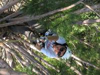 Nicole coming up the mini giant sequoia. (Category:  Tree Climbing)