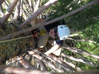 Laetitia coming up the mini giant sequoia. (Category:  Tree Climbing)