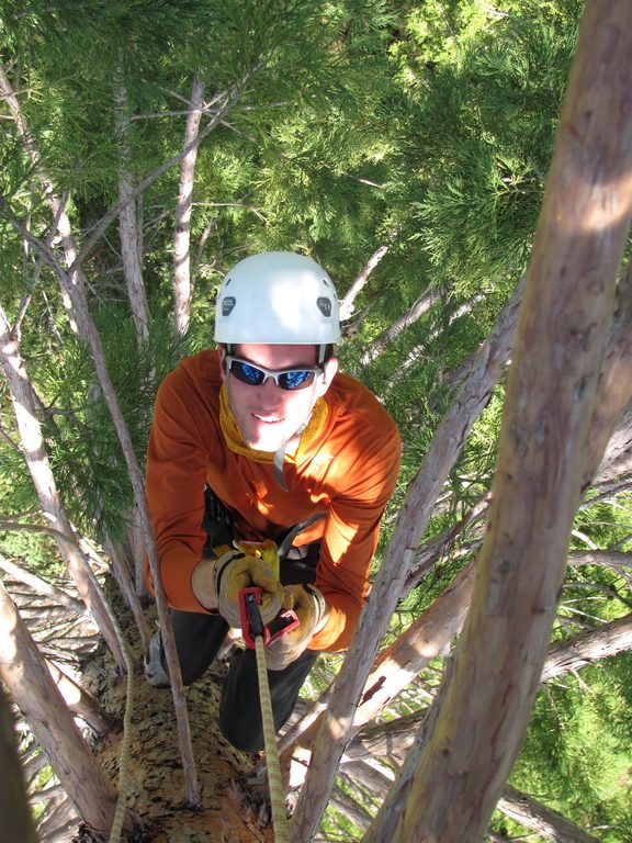 Simon coming up the mini giant sequoia. (Category:  Tree Climbing)