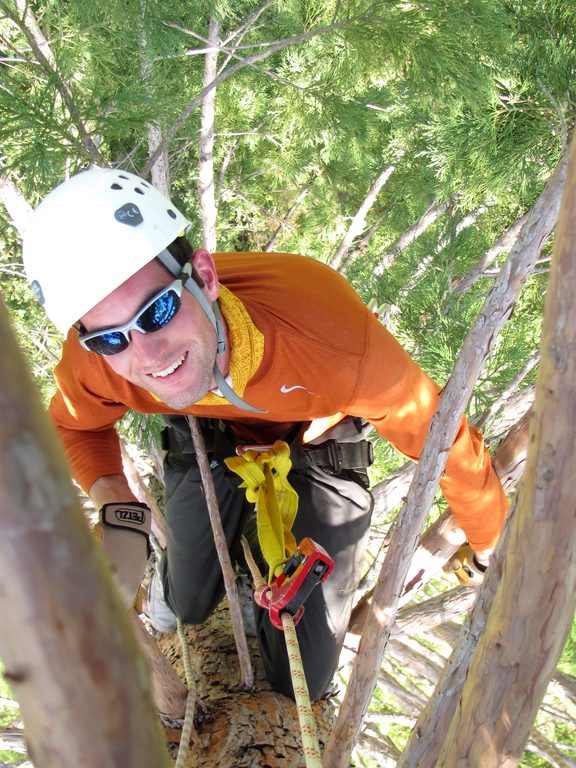 Simon coming up the mini giant sequoia. (Category:  Tree Climbing)