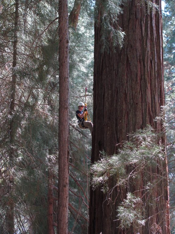 Laetitia jugging 288. (Category:  Tree Climbing)