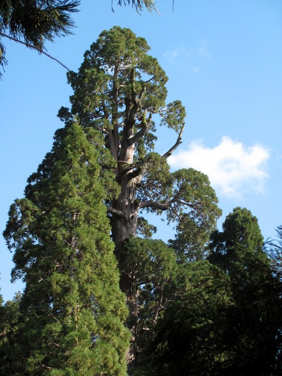 Jerry's Ewok Village tree. (Category:  Tree Climbing)