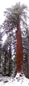 Panorama of 236 covered in snow. (Category:  Tree Climbing)
