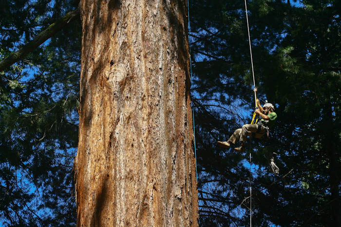 Brian jugging 236. (Category:  Tree Climbing)