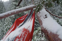 Snow covered hammocks. (Category:  Tree Climbing)