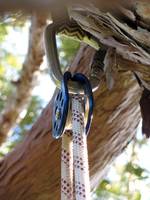 Top of tree 287. A Sillett pulley? (Category:  Tree Climbing)