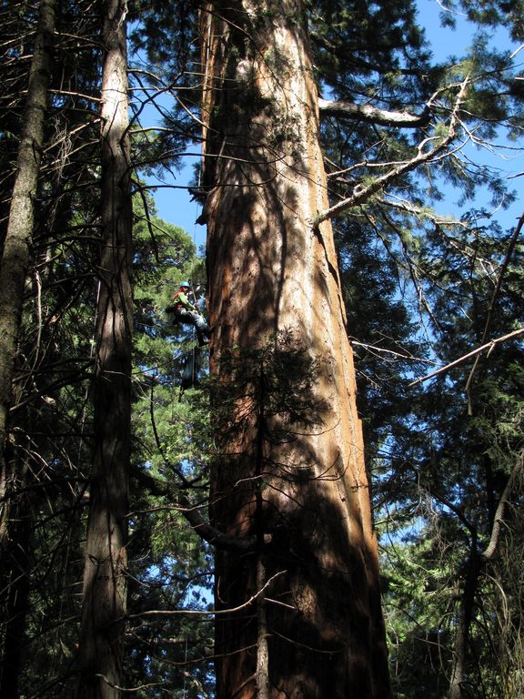 Dave climbing 155. (Category:  Tree Climbing)