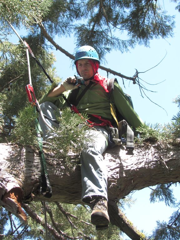 Dave in 155. (Category:  Tree Climbing)