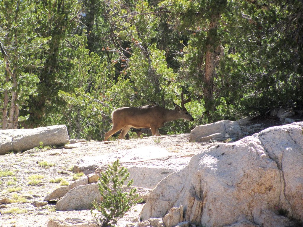 Carnivorous Mountain Mule Deer (Category:  Rock Climbing)