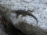 Carnivorous Mountain Lizard (Category:  Rock Climbing)