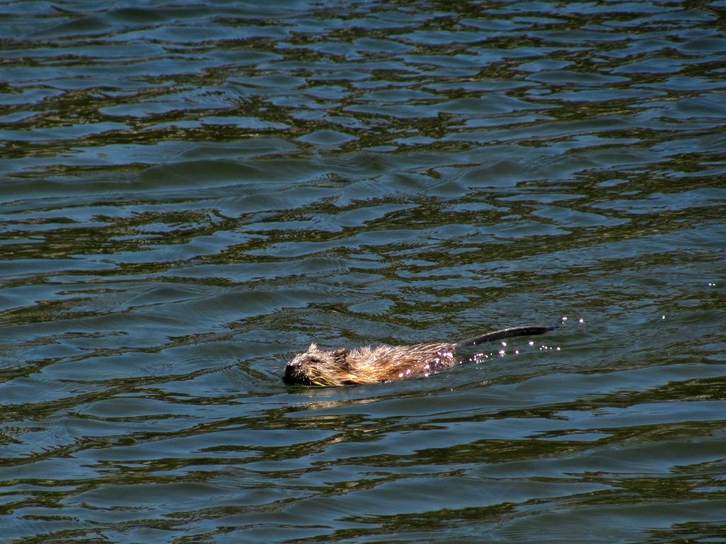 Carnivorous Mountain Beaver at Big Sandy Lake. (Category:  Rock Climbing)