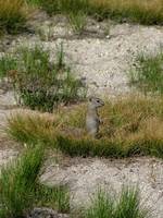 Carnivorous Mountain Ground Squirrel (Category:  Rock Climbing)