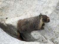 Carnivorous Mountain Marmot (Category:  Rock Climbing)