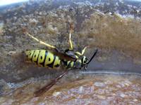 Carnivorous Mountain Bee (Category:  Rock Climbing)