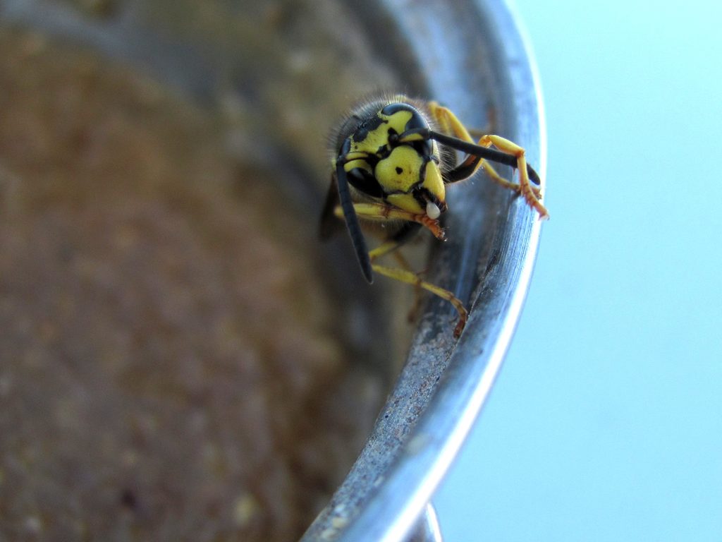 Carnivorous Mountain Bee. (Category:  Rock Climbing)