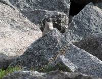 Carnivorous Mountain Pika (Category:  Rock Climbing)