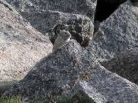 Carnivorous Mountain Pika (Category:  Rock Climbing)