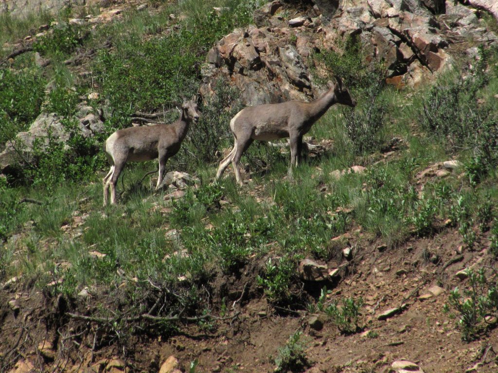 Carnivorous Mountain Big Horn Sheep (Category:  Rock Climbing)