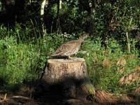 Carnivorous Mountain Pheasant (Category:  Rock Climbing)