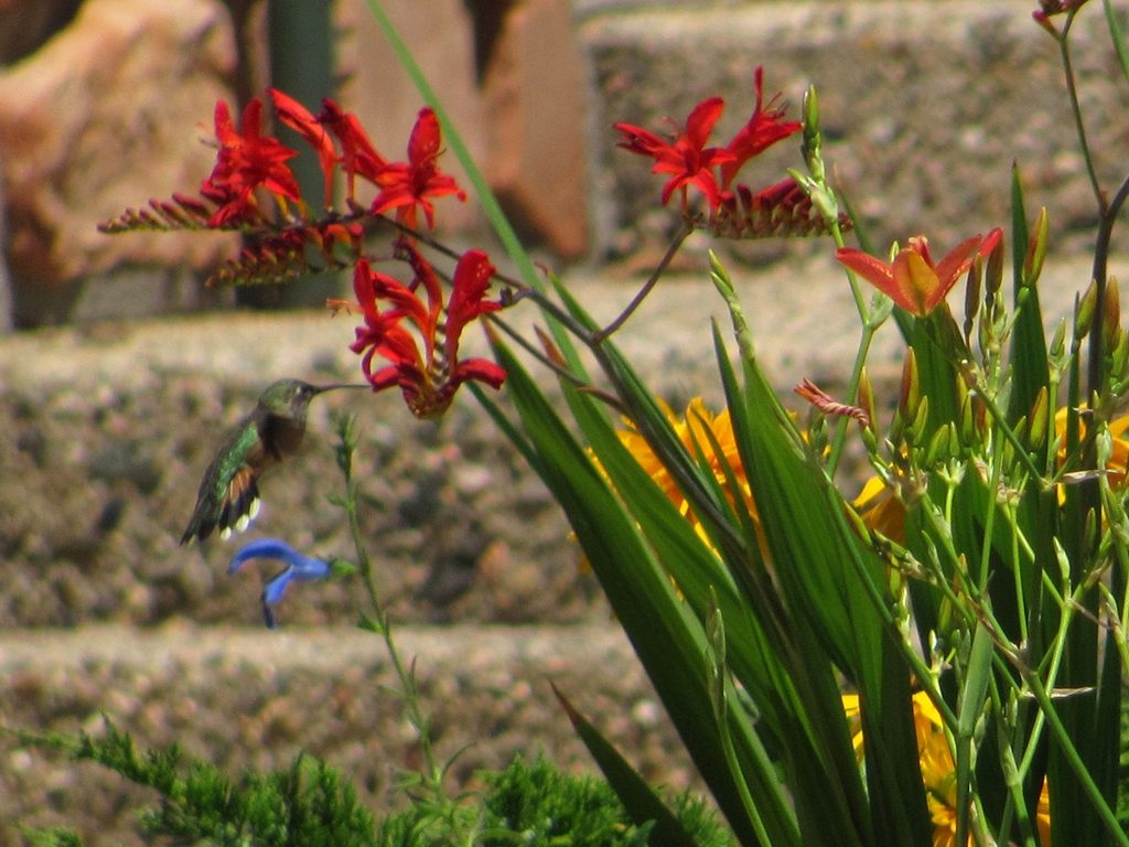 Carnivorous Mountain Hummingbird (Category:  Rock Climbing)