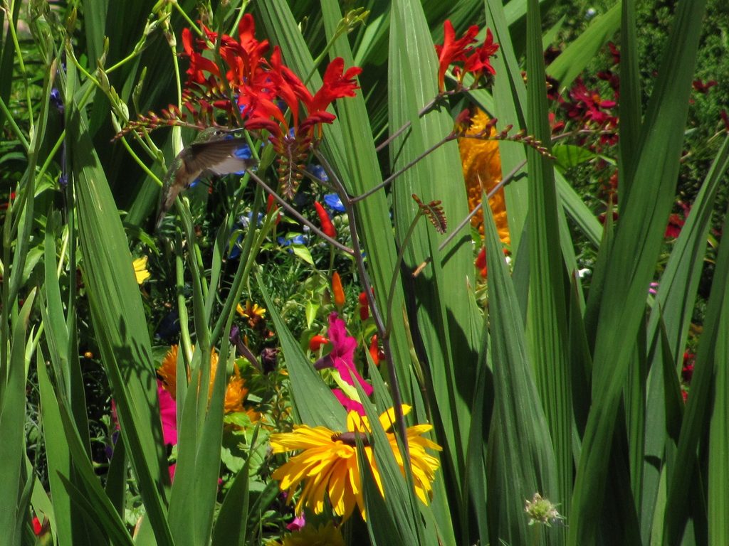 Carnivorous Mountain Hummingbird (Category:  Rock Climbing)