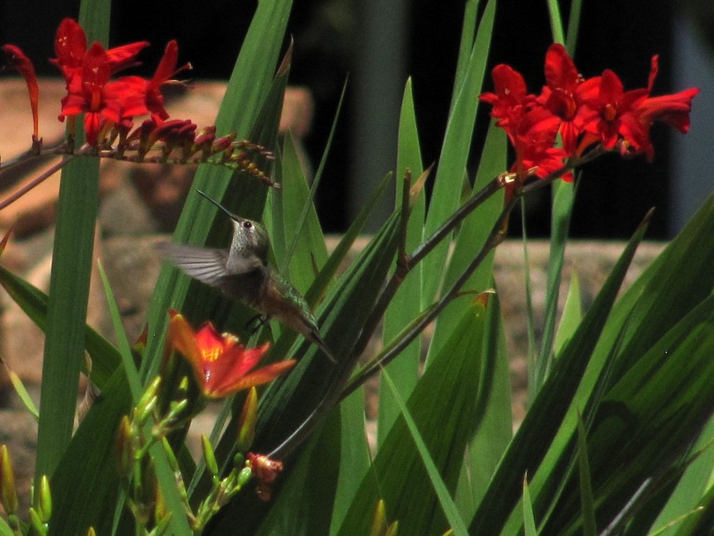 Carnivorous Mountain Hummingbird (Category:  Rock Climbing)